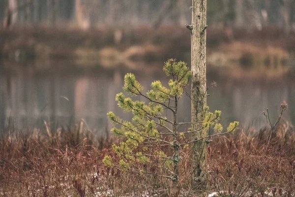 Végétation Dans Zone Marécageuse Dans Brume Sur Fond Flou — Photo