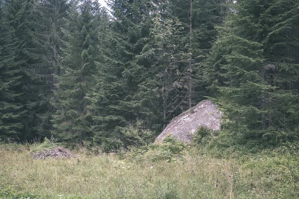 Achtergrond Van Altijdgroene Bos Met Sparren Pijnbomen — Stockfoto