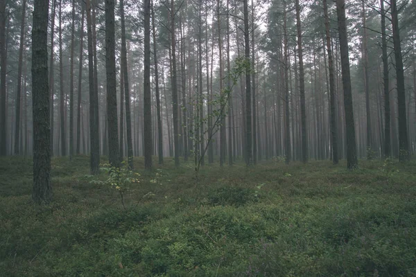 sis yeşil çim ile ormandaki Çam ağaç gövdeleri
