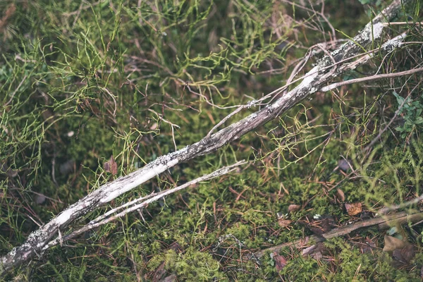 Bastone Legno Secco Contro Vegetazione Verde Natura — Foto Stock