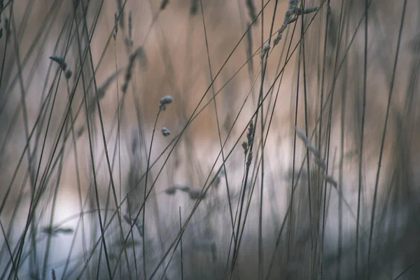 Frozen Grass Winter Blurred Background — Stock Photo, Image
