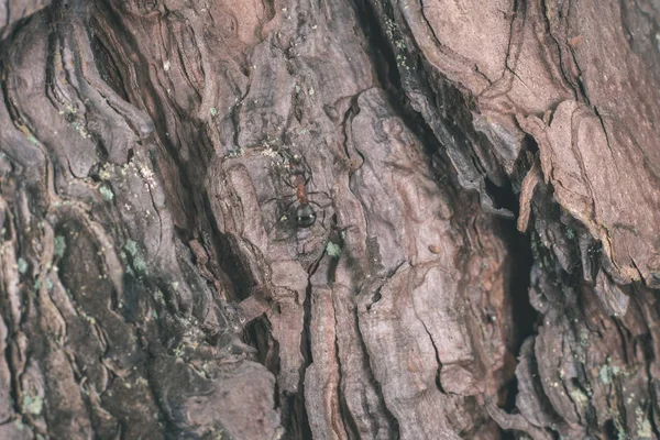 Gros Plan Sur Texture Sèche Écorce Arbre — Photo