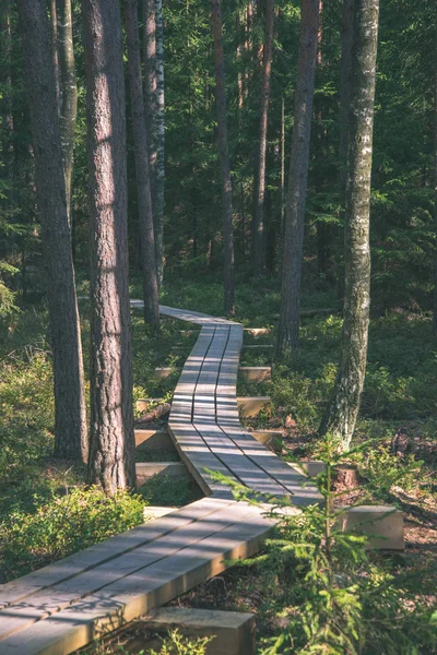 sakin ve huzurlu çam ağacı orman yeşil çim ile