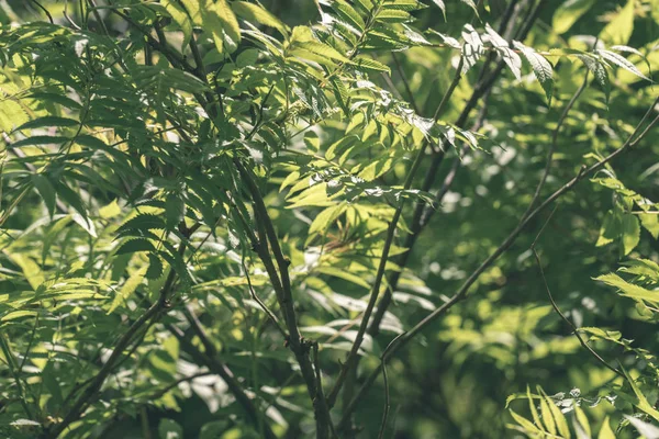 Zielone Lato Liści Rosnące Naturze — Zdjęcie stockowe