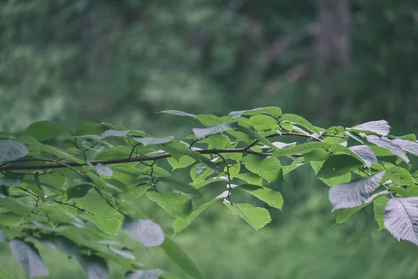 Hintergrund Des Grünen Laubs Das Der Sommerlichen Landschaft Wächst — Stockfoto