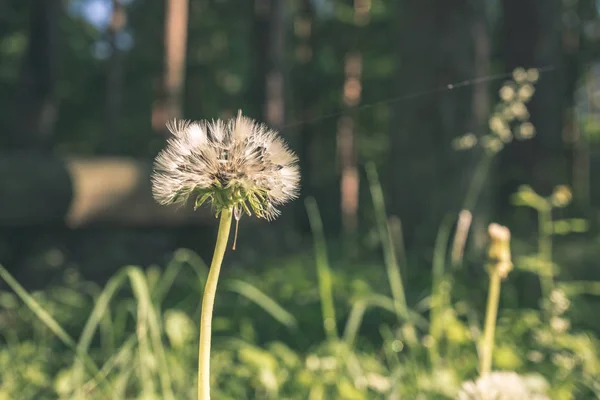 Zielone Lato Mniszek Lekarski Rośnie Naturze — Zdjęcie stockowe