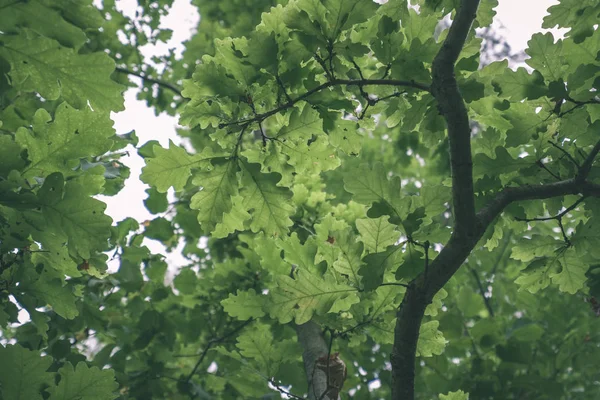 background of green oak foliage in daylight