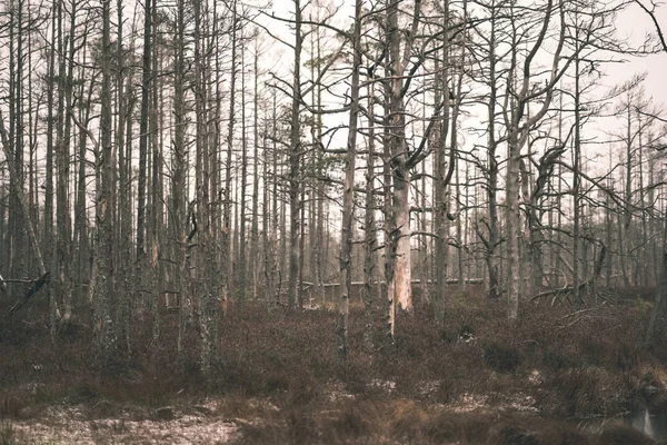 Troncs Arbres Secs Dans Les Bois Hiver Par Temps Couvert — Photo