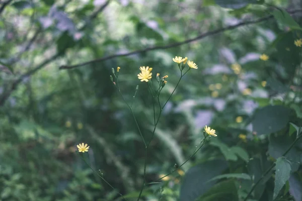 Blooming Wildflowers Growing Summer Nature — Stock Photo, Image