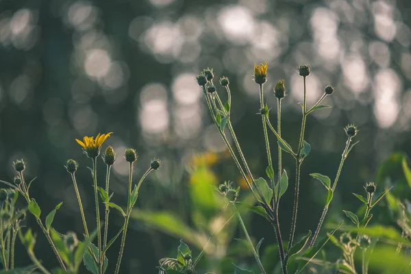 Сільський Сад Літні Квіти Цвітіння Розмитому Фоні — стокове фото