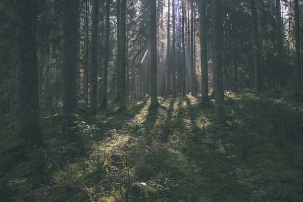 Manhã Luz Solar Brilhando Através Árvores Floresta Verão — Fotografia de Stock