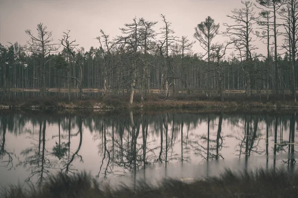 Reflets Arbres Dans Eau Calme Lac — Photo