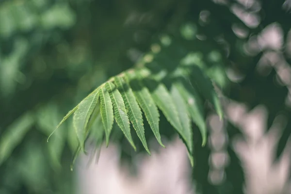 Fondo Follaje Verde Que Crece Campo Verano — Foto de Stock