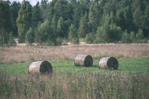 Heurollen Grünen Feld Mit Wald Hintergrund — Stockfoto