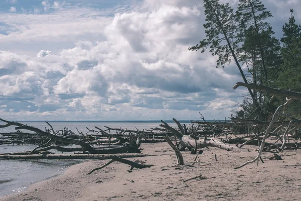 Пустой Морской Пляж Песчаными Дюнами Сухими Стволами Деревьев — стоковое фото