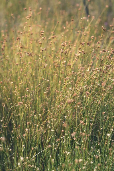 Nahaufnahme Der Sumpfvegetation Aus Nächster Nähe Mit Grasbüschen Und Laub — Stockfoto