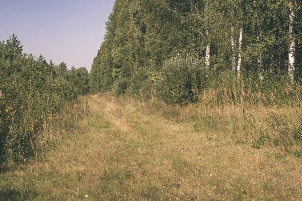 Fresh Green Foliage Summer Forest — Stock Photo, Image