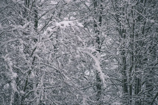 Background Frozen Snow Covered Branches Winter — Stock Photo, Image