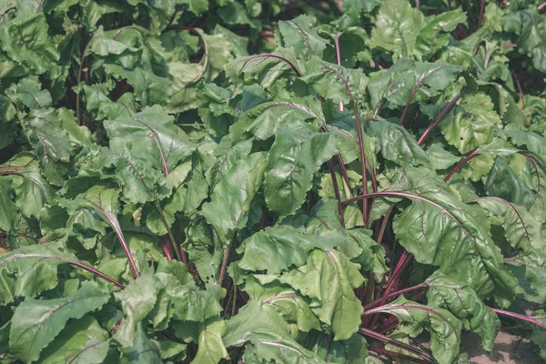 Grüne Gemüsepflanzen Wachsen Sommergarten — Stockfoto