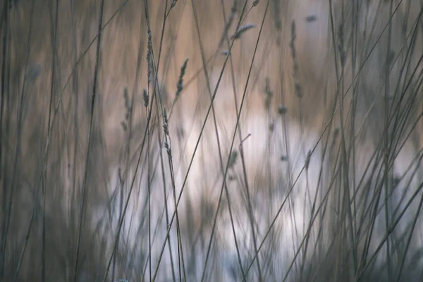 frozen grass in winter on blurred background