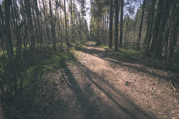 Landsbygdens Clearanceväg Vackra Soliga Skogen — Stockfoto