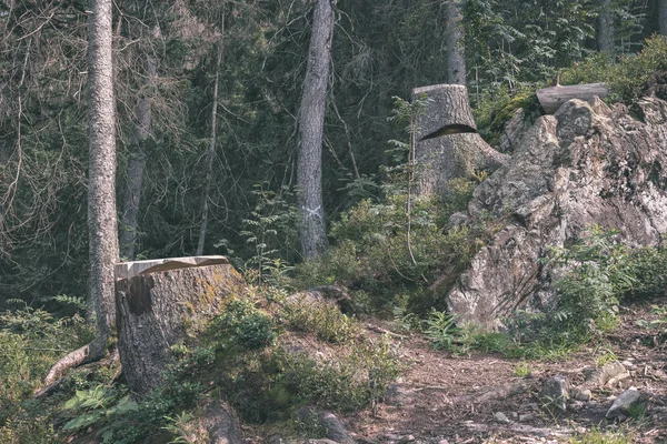 Ladin ve çam ağaçları ile herdem yeşil orman arka plan