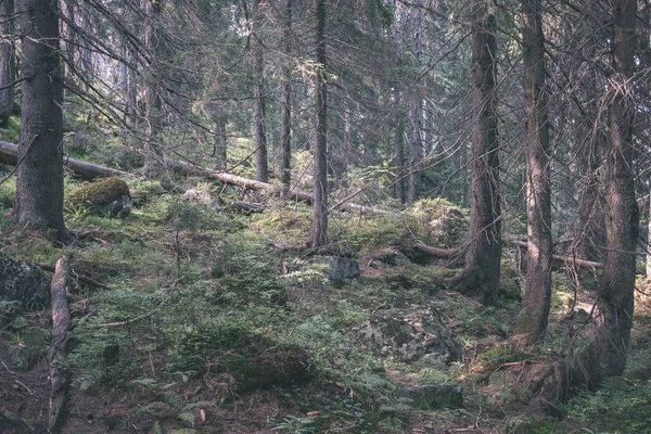 Fondo Bosque Siempreverde Con Abetos Pinos — Foto de Stock