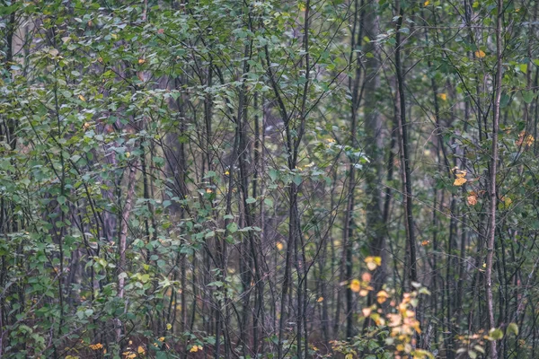 gün ışığında yeşil yaz ormandaki ağaç altındaki çalılık