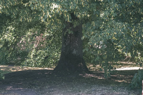 Tronco Árvore Árvore Grande Que Cresce Floresta — Fotografia de Stock