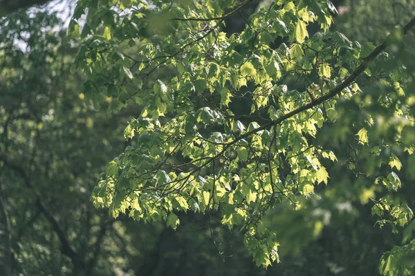 Zielone Lato Liści Rosnące Naturze — Zdjęcie stockowe