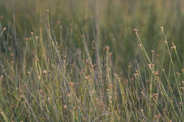 Nahaufnahme Der Sumpfvegetation Aus Nächster Nähe Mit Grasbüschen Und Laub — Stockfoto