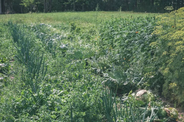 Piante Vegetali Verdi Che Crescono Giardino Estivo — Foto Stock