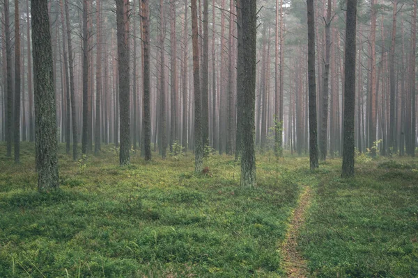 sis yeşil çim ile ormandaki Çam ağaç gövdeleri