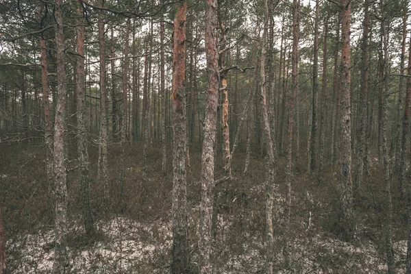 Ξηρό Κορμούς Δέντρων Στο Δάσος Του Χειμώνα Νεφώσεις — Φωτογραφία Αρχείου