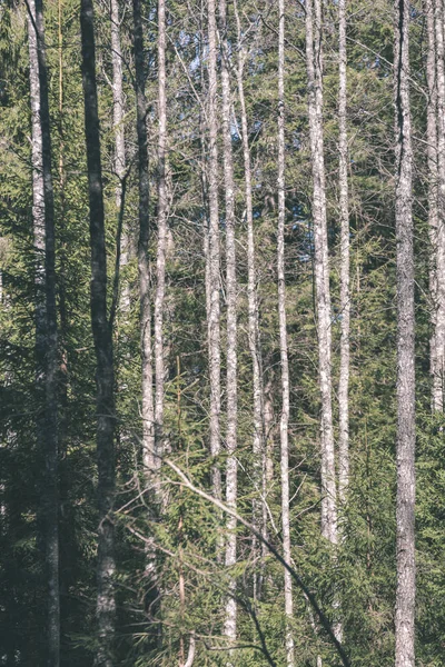 ormandaki uzun boylu Ladin ağaç gövdeleri 