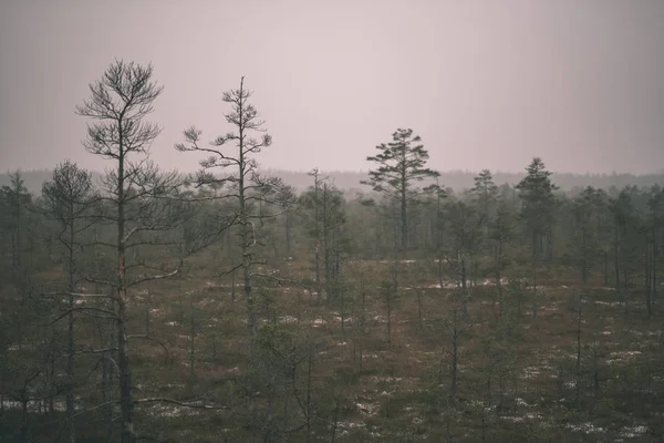 landscape of dry distant fir trees and spruces in swamp area in overcast