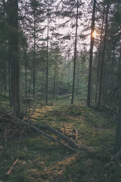 Floresta Sempre Verde Com Antigos Abetos Pinheiros Pôr Sol — Fotografia de Stock