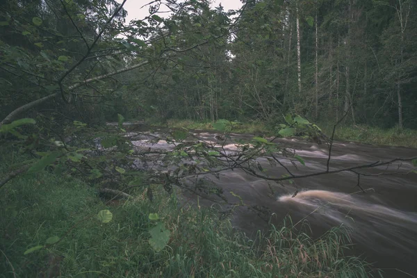 Rápido Rio Amata Verde Floresta Verão Letónia — Fotografia de Stock