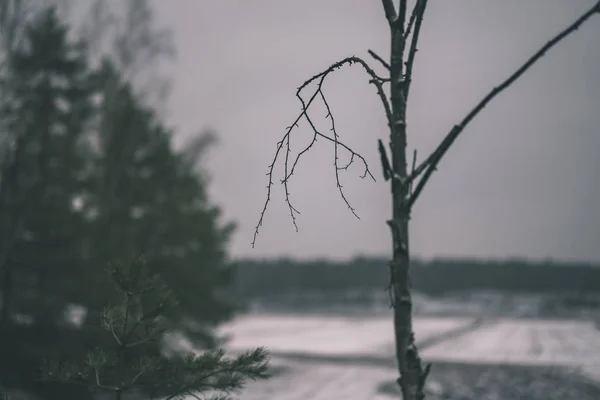 Naked Tree Branches Late Autumn Blur Background — Stock Photo, Image