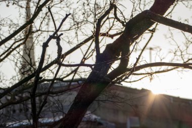 şehirde güneş ışığında çıplak ağacın