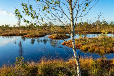 güneşli havalarda bataklık alan peyzaj