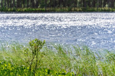 arka planını parlayan gölde bulanık: güneş ışığı ve yeşil bitki örtüsü