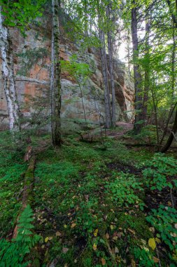 kırmızı kumtaşı kayalıklarla ve nehir Gauja yaz, Letonya yakınındaki ormanda