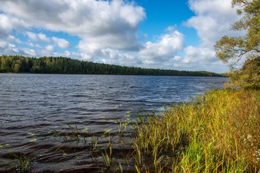 kırsal kesimde kıyısında bitkiler ile güzel göl manzara