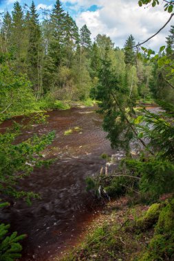 dalgalı nehir orman yeşil yaz ormanda, Amata nehir, Letonya