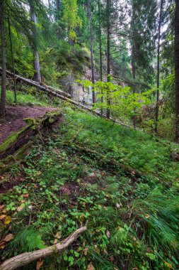 Gauja Nehri, Letonya yaz kumtaşı kayalıklardan yakınındaki