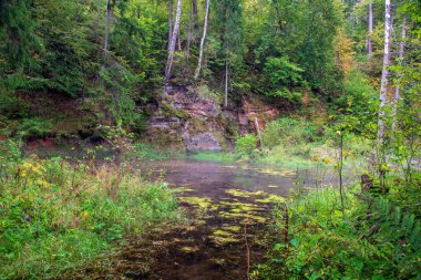 Yaz ormanda orman Nehri'nin eski akışı