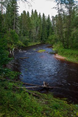 dalgalı nehir orman yeşil yaz ormanda, Amata nehir, Letonya