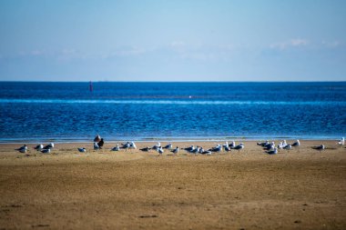 mavi gökyüzünün altında deniz kıyısında dinlenme yabani kuşlar sürüsü
