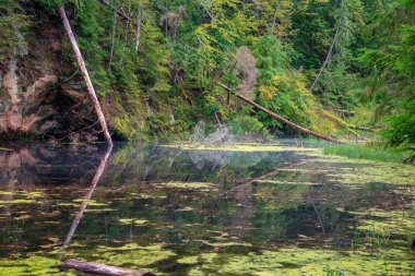 Yaz ormanda orman Nehri'nin eski akışı